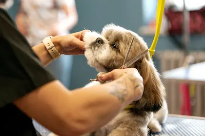 Pod Włos Groomer Katowice